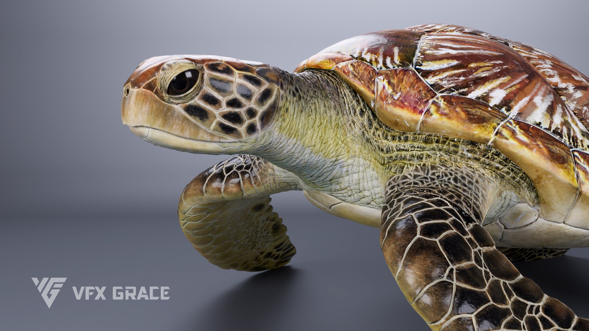 Green Sea Turtle Chelonia Mydas - Rigged  Animated  Maya Arnold model https://p.turbosquid.com/ts-thumb/pT/OQ3uEy/Nn/cheloniamydas_effectmap01/jpg/1770564090/1920x1080/fit_q87/ea632b65849f053ab73ce4f7268263e6df699e3a/cheloniamydas_effectmap01.jpg