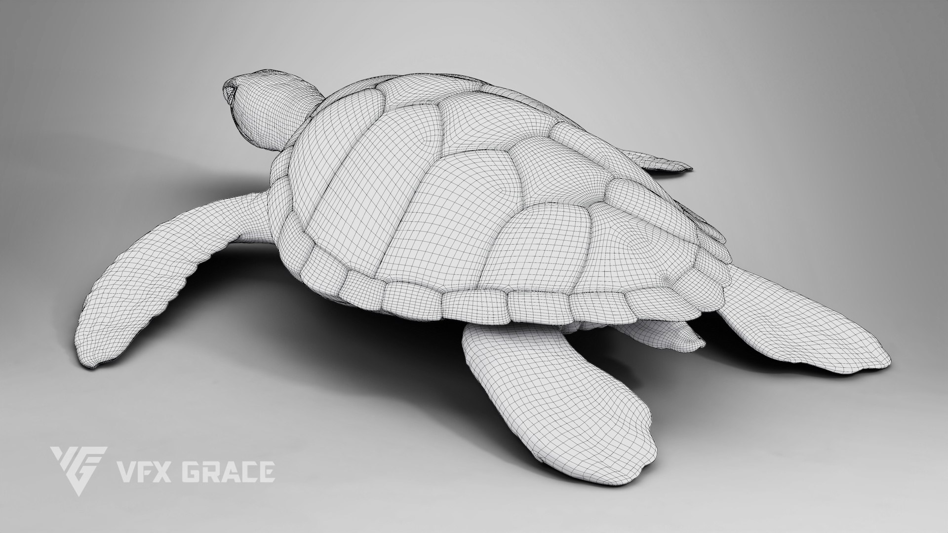 Green Sea Turtle Chelonia Mydas - Rigged  Animated  Maya Arnold model https://p.turbosquid.com/ts-thumb/pT/OQ3uEy/Nx/cheloniamydas_wire03/jpg/1770564096/1920x1080/fit_q87/16d8430e44785cc13ced05be6b82f6fc19ad5e00/cheloniamydas_wire03.jpg