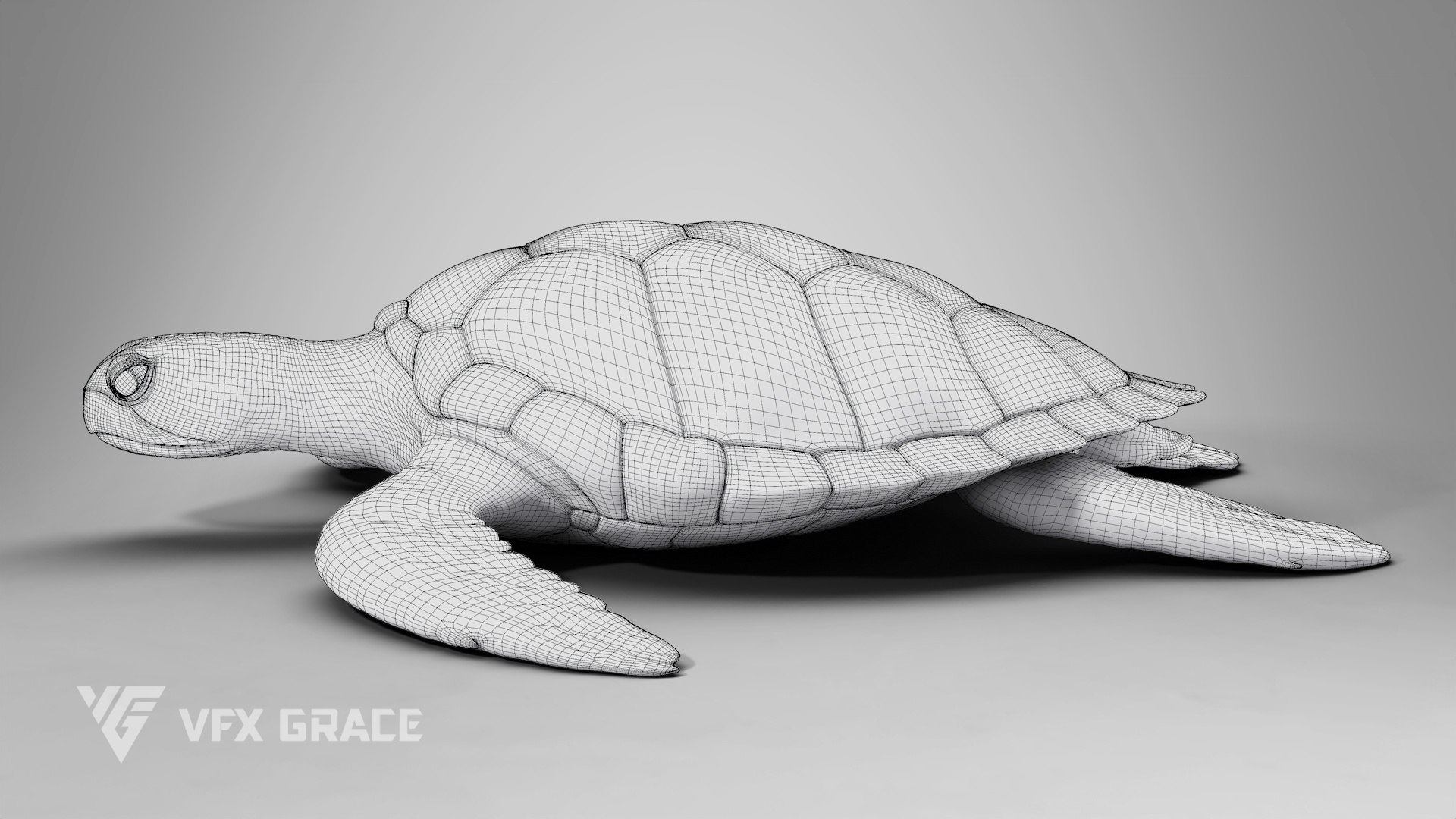 Green Sea Turtle Chelonia Mydas - Rigged  Animated  Maya Arnold model https://p.turbosquid.com/ts-thumb/pT/OQ3uEy/XP/cheloniamydas_wire01/jpg/1770564095/1920x1080/fit_q87/e6ecdb697e14c5efd47ec6283fc48c83afa34826/cheloniamydas_wire01.jpg