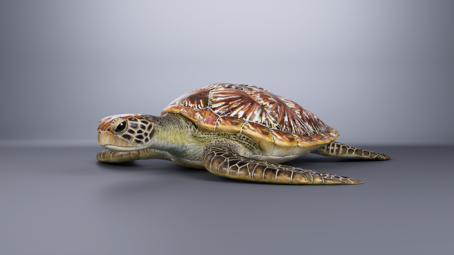 Green Sea Turtle Chelonia Mydas - Rigged  Animated  Maya Arnold model https://p.turbosquid.com/ts-thumb/pT/OQ3uEy/ZK/cheloniamydas_360/jpg/1770564359/1920x1080/turn_fit_q99/6556c6c80b6f5bec8b90a8506db26281e0f77828/cheloniamydas_360-1.jpg