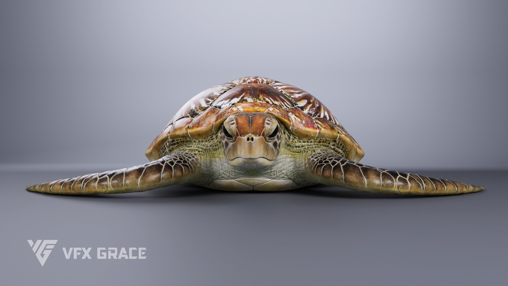Green Sea Turtle Chelonia Mydas - Rigged  Animated  Maya Arnold model https://p.turbosquid.com/ts-thumb/pT/OQ3uEy/ab/cheloniamydas_effectmap05/jpg/1770564091/1920x1080/fit_q87/d61fdc5d1b38c557b5ee3ec6d45261f755ee7be1/cheloniamydas_effectmap05.jpg