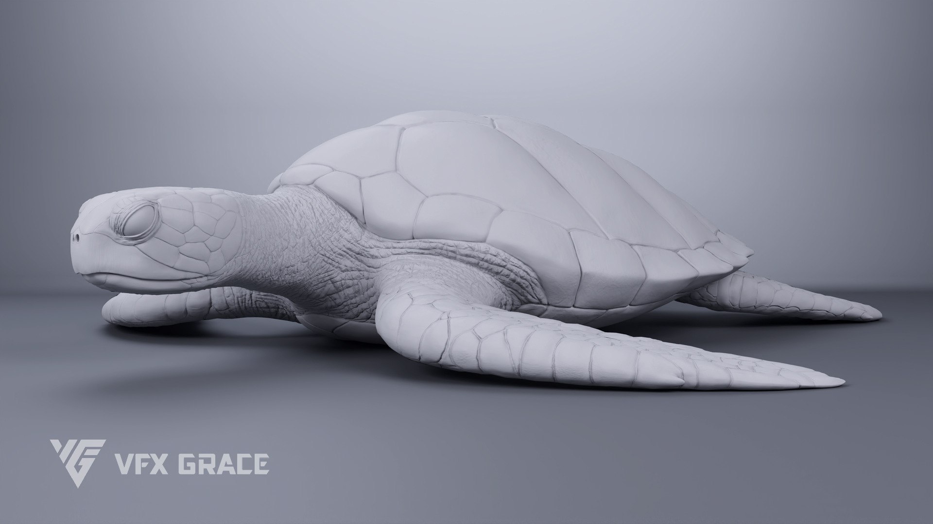 Green Sea Turtle Chelonia Mydas - Rigged  Animated  Maya Arnold model https://p.turbosquid.com/ts-thumb/pT/OQ3uEy/jU/cheloniamydas_graymold01/jpg/1770564092/1920x1080/fit_q87/2874b75a3804b341d740fcfb5c191eb4dea58837/cheloniamydas_graymold01.jpg