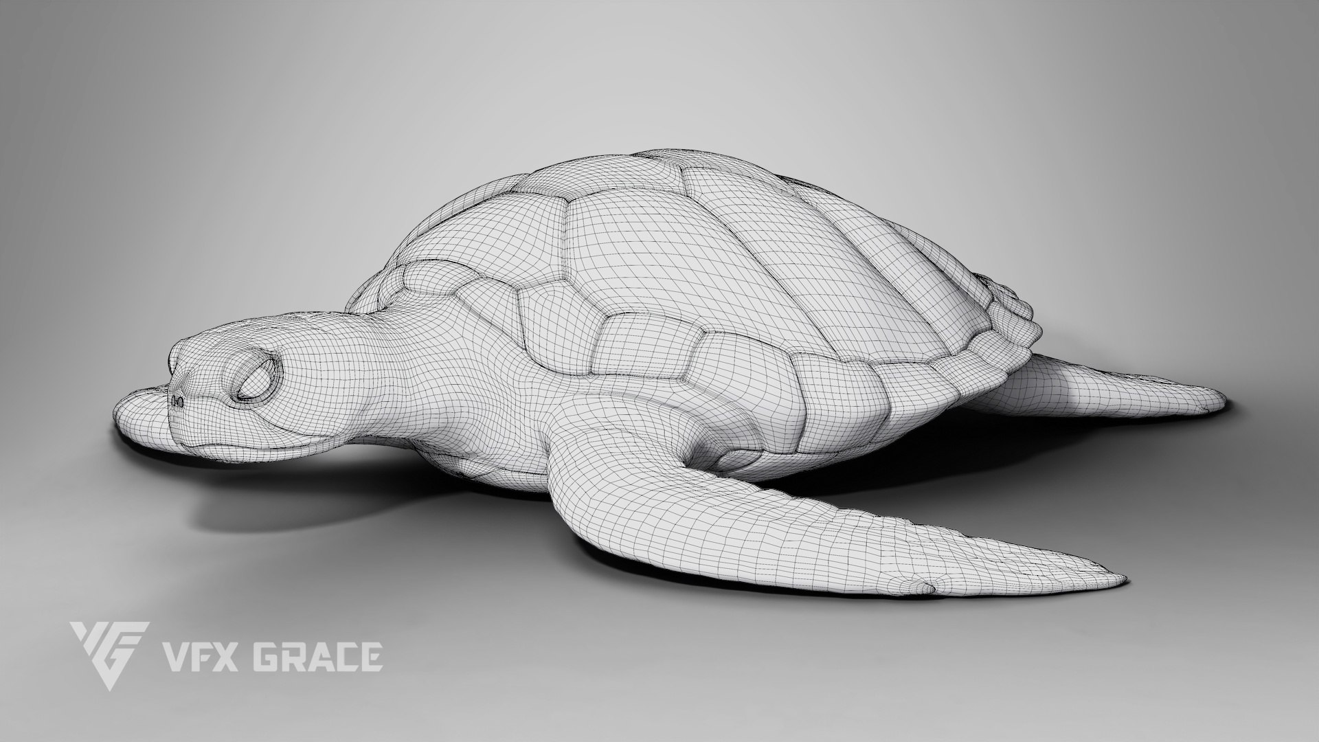 Green Sea Turtle Chelonia Mydas - Rigged  Animated  Maya Arnold model https://p.turbosquid.com/ts-thumb/pT/OQ3uEy/lM/cheloniamydas_wire02/jpg/1770564096/1920x1080/fit_q87/da289029460ba2614a69a9d153452238730160fe/cheloniamydas_wire02.jpg
