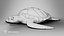 Green Sea Turtle Chelonia Mydas - Rigged  Animated  Maya Arnold
