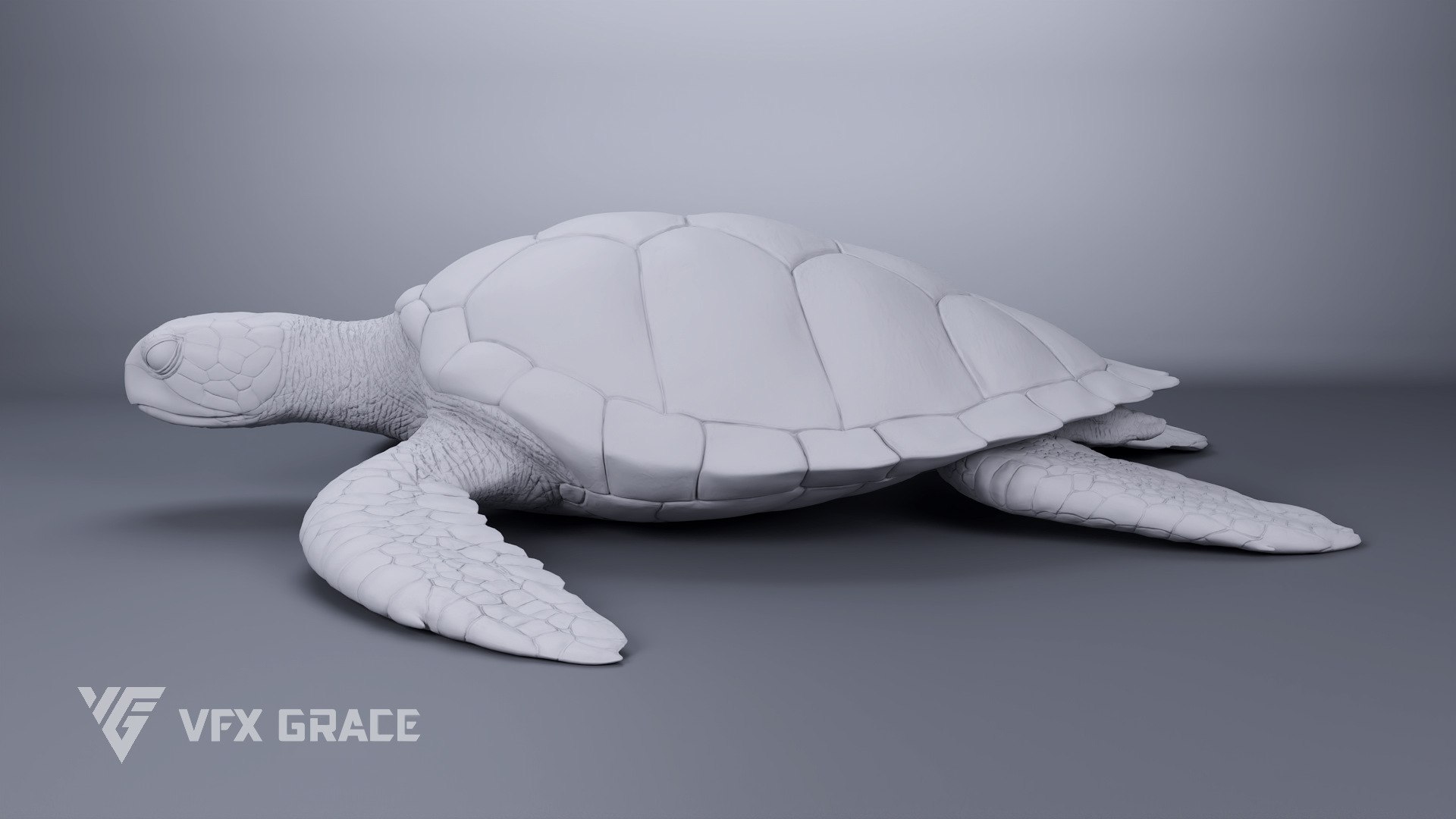 Green Sea Turtle Chelonia Mydas - Rigged  Animated  Maya Arnold model https://p.turbosquid.com/ts-thumb/pT/OQ3uEy/lb/cheloniamydas_graymold02/jpg/1770564093/1920x1080/fit_q87/4028680dfe776d71abcf79796134397553245bdd/cheloniamydas_graymold02.jpg