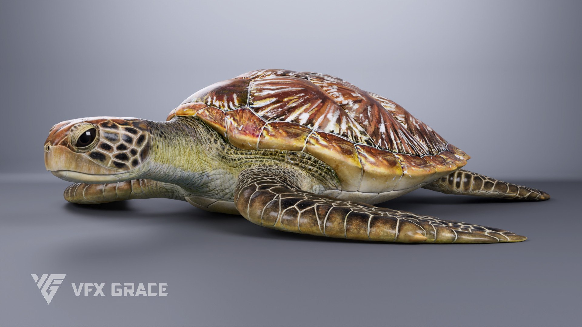 Green Sea Turtle Chelonia Mydas - Rigged  Animated  Maya Arnold model https://p.turbosquid.com/ts-thumb/pT/OQ3uEy/mG/cheloniamydas_effectmap03/jpg/1770564090/1920x1080/fit_q87/b732440f2d453e71fb2a91b5a7734df8da5bc391/cheloniamydas_effectmap03.jpg