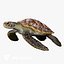 Green Sea Turtle Chelonia Mydas - Rigged  Animated  Maya Arnold