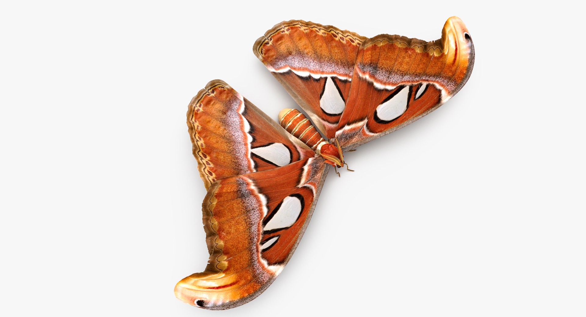 Atlas Moth Sitting Pose 3D model preview