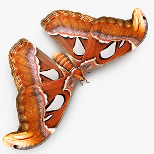 Atlas Moth Sitting Pose