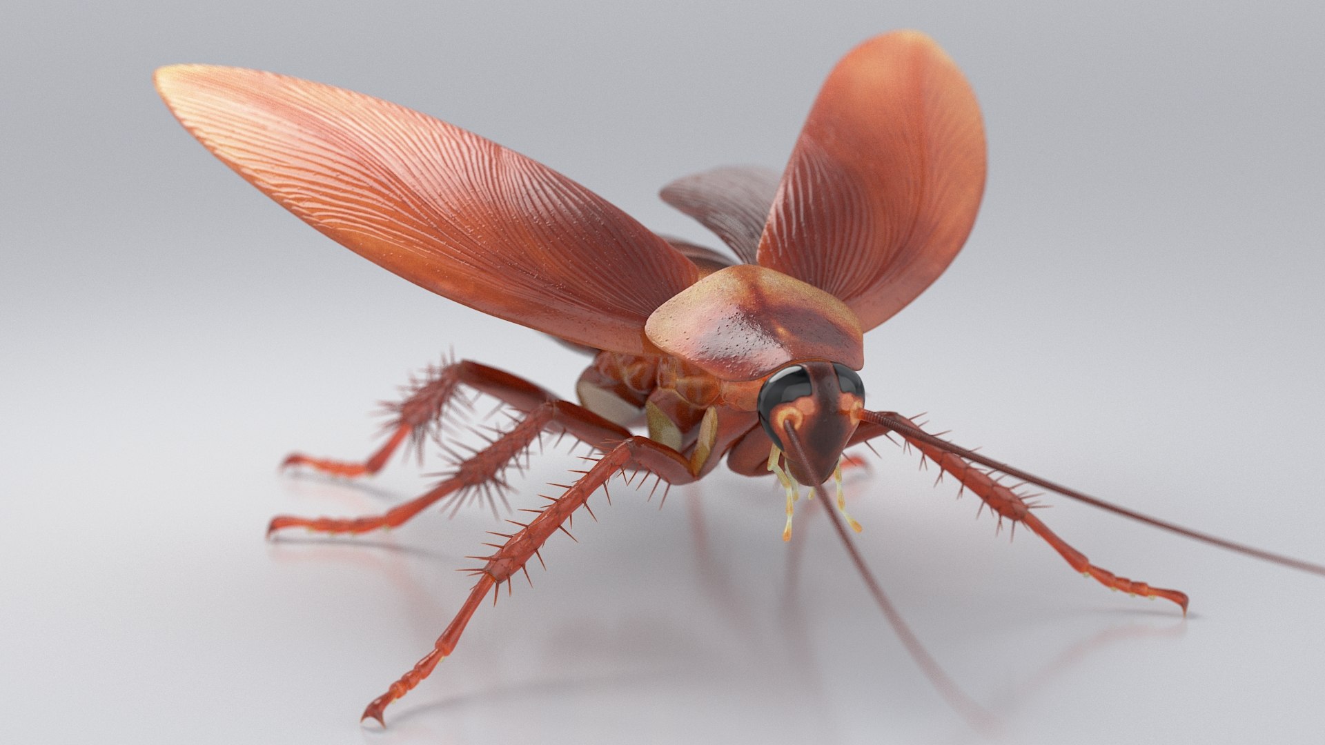 3D Realistic Cockroach Rigged model https://p.turbosquid.com/ts-thumb/pT/VDjMqg/15/cockroach_rigged_06/jpg/1706357437/1920x1080/fit_q87/0fc09b97e4c763a4a578c77b54470fae2ce31f7f/cockroach_rigged_06.jpg