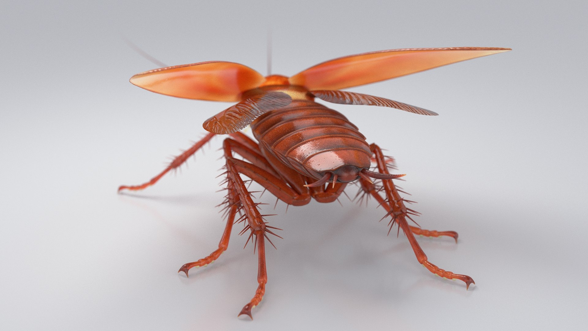 3D Realistic Cockroach Rigged model https://p.turbosquid.com/ts-thumb/pT/VDjMqg/6z/cockroach_rigged_09/jpg/1706357452/1920x1080/fit_q87/941d56de45fe20d80bf645b8d63777549d8bf05d/cockroach_rigged_09.jpg