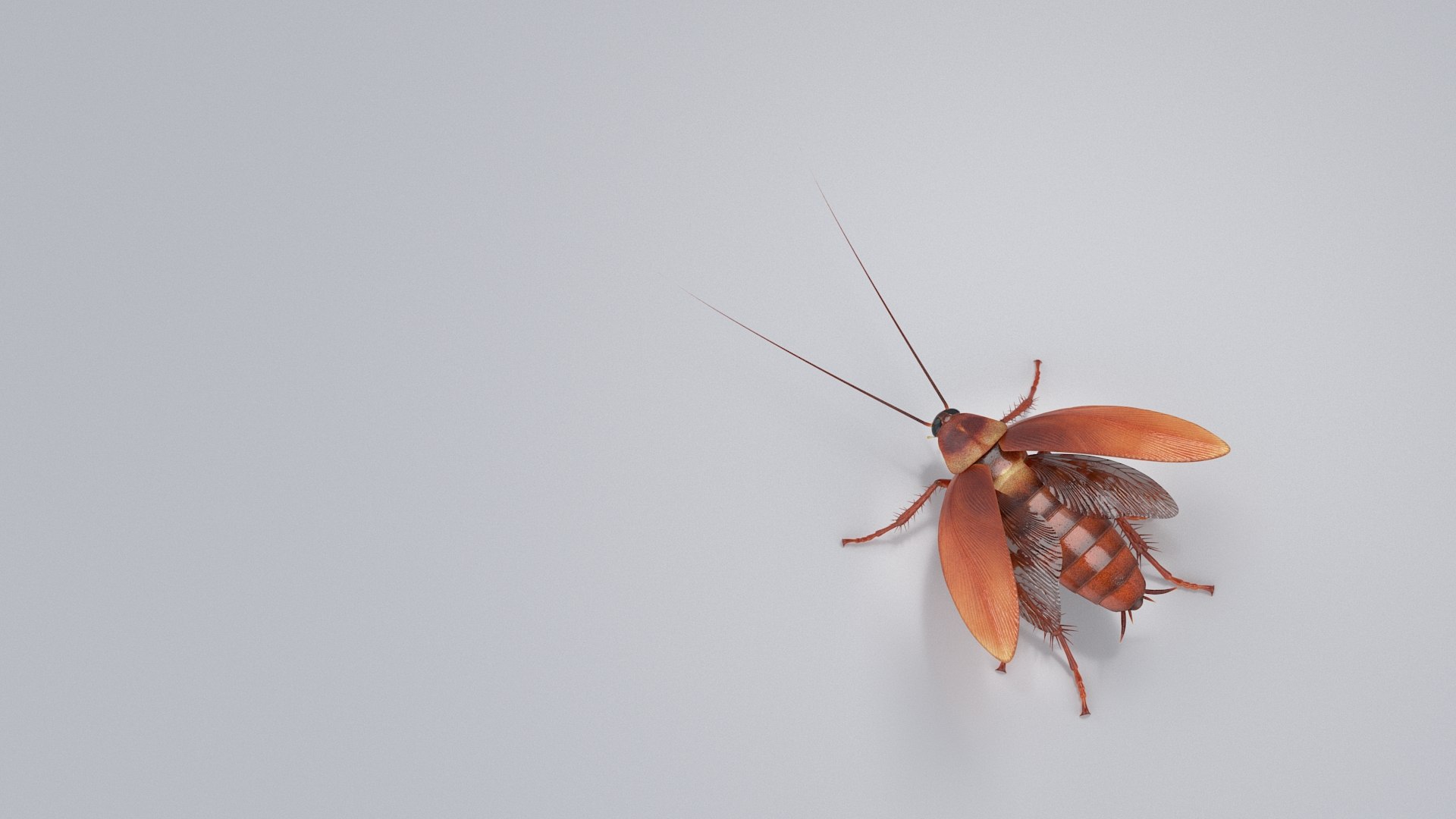 3D Realistic Cockroach Rigged model https://p.turbosquid.com/ts-thumb/pT/VDjMqg/75/cockroach_rigged_21/jpg/1706357520/1920x1080/fit_q87/22fea45269281d98744d5849c27ee68d7b9b8b08/cockroach_rigged_21.jpg