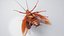 3D Realistic Cockroach Rigged model