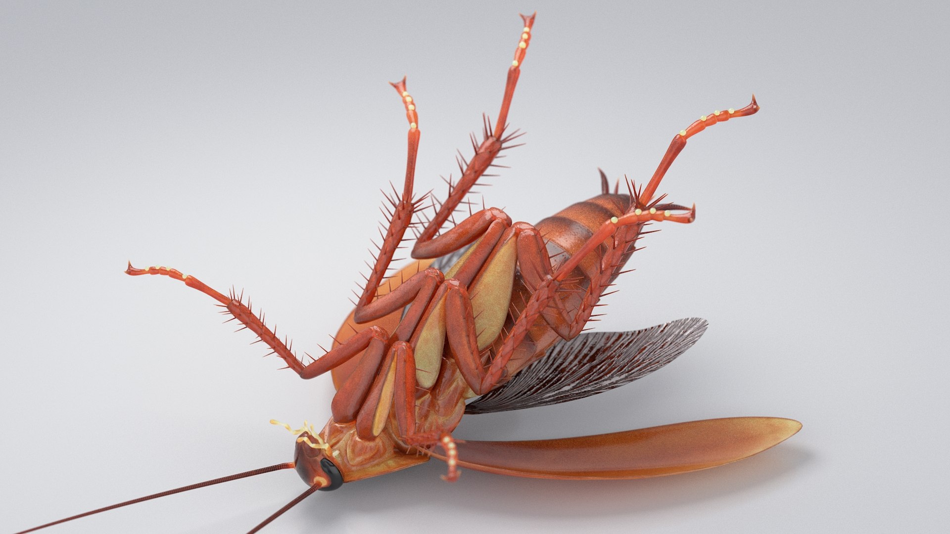 3D Realistic Cockroach Rigged model https://p.turbosquid.com/ts-thumb/pT/VDjMqg/7D/cockroach_rigged_20/jpg/1706357515/1920x1080/fit_q87/809f9e79c2dfa22abd106720af6660a3f61c0b5f/cockroach_rigged_20.jpg