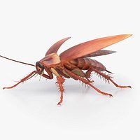 Realistic Cockroach Rigged