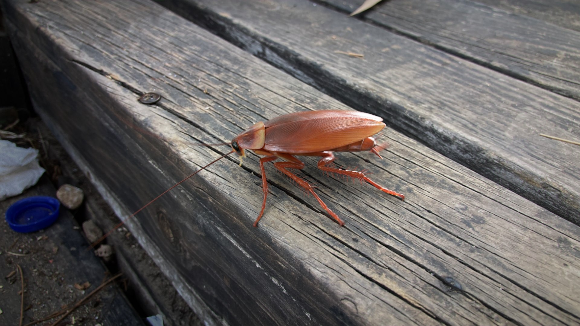 3D Realistic Cockroach Rigged model https://p.turbosquid.com/ts-thumb/pT/VDjMqg/As/cockroach_scene_01/jpg/1721899407/1920x1080/fit_q87/65383f6d9129924083a01227a5c6fd535d09de97/cockroach_scene_01.jpg