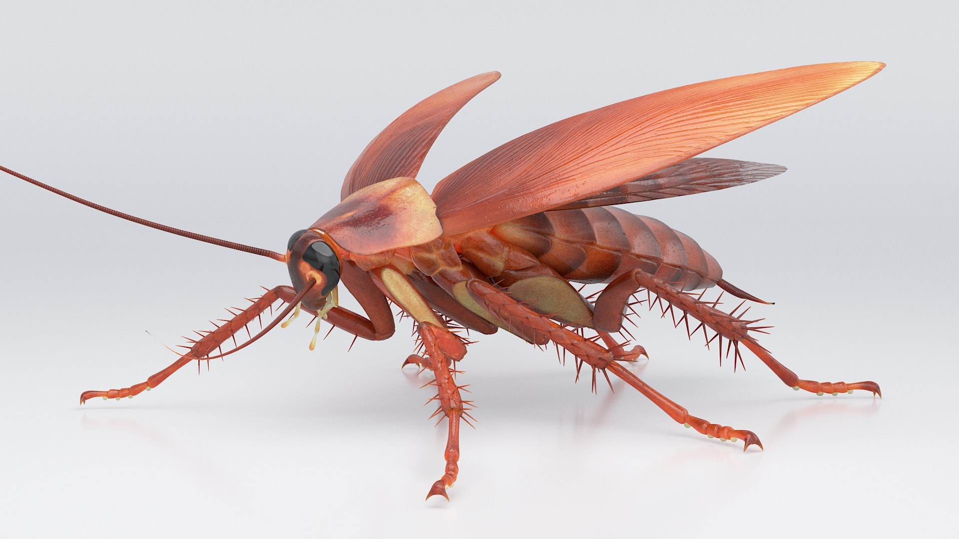 3D Realistic Cockroach Rigged model https://p.turbosquid.com/ts-thumb/pT/VDjMqg/Gy/cockroach_rigged_02/jpg/1706357418/1920x1080/fit_q87/81c9402120e7d0790da5c1eee40f6e3c9c4d7054/cockroach_rigged_02.jpg