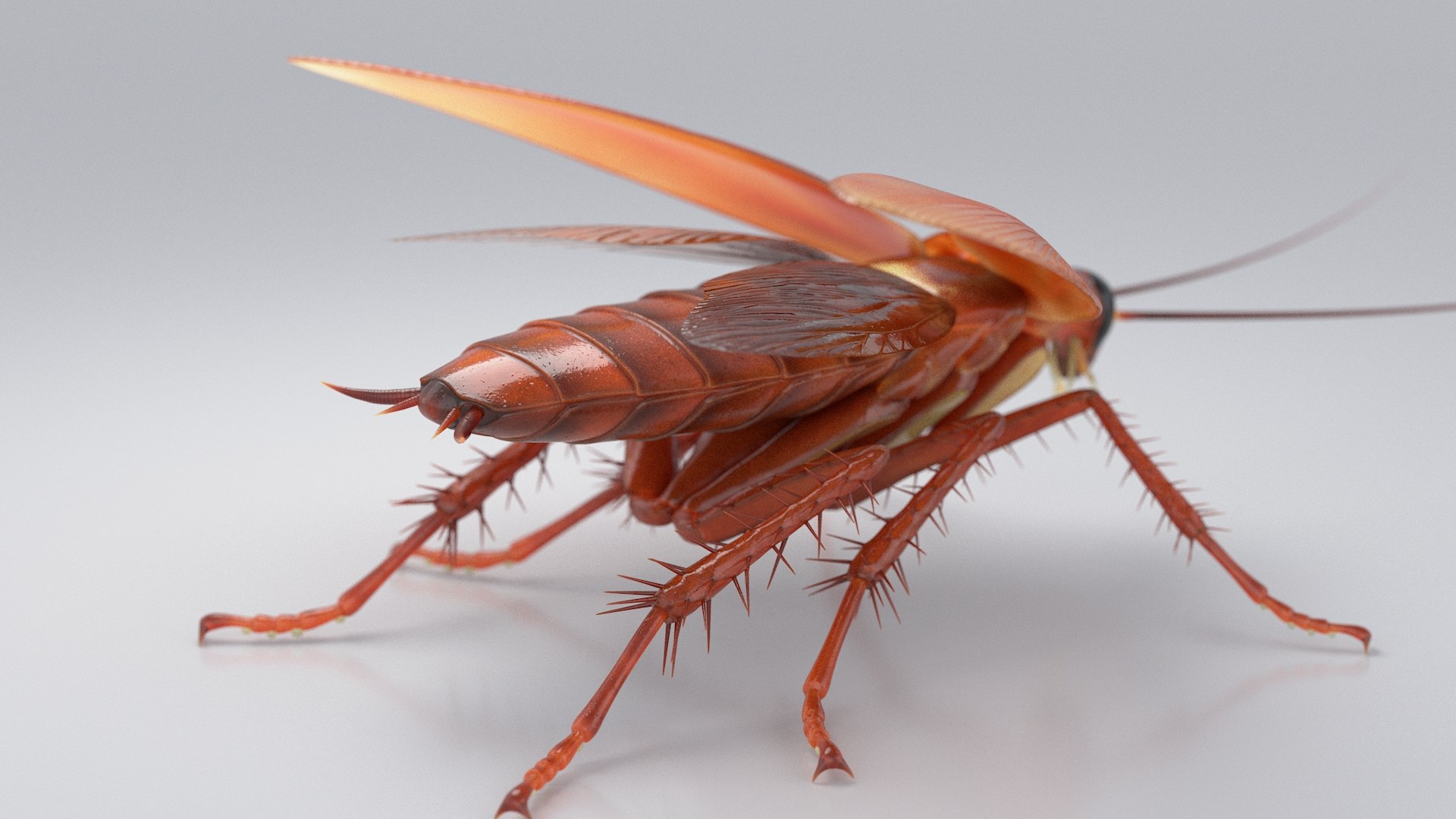 3D Realistic Cockroach Rigged model https://p.turbosquid.com/ts-thumb/pT/VDjMqg/QJ/cockroach_rigged_08/jpg/1706357454/1920x1080/fit_q87/baa70b14ec20045fd201ddc3fa8b9003eac7a4c3/cockroach_rigged_08.jpg