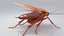 3D Realistic Cockroach Rigged model