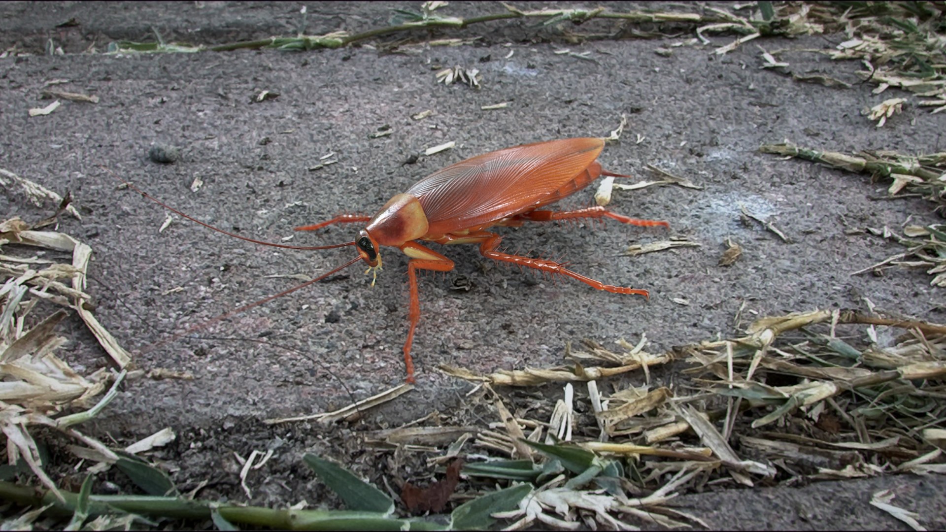 3D Realistic Cockroach Rigged model https://p.turbosquid.com/ts-thumb/pT/VDjMqg/SO/cockroach_scene_02/jpg/1721899414/1920x1080/fit_q87/b2b273d4dd06416d24cd34a107e87094a8d37369/cockroach_scene_02.jpg