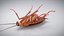3D Realistic Cockroach Rigged model
