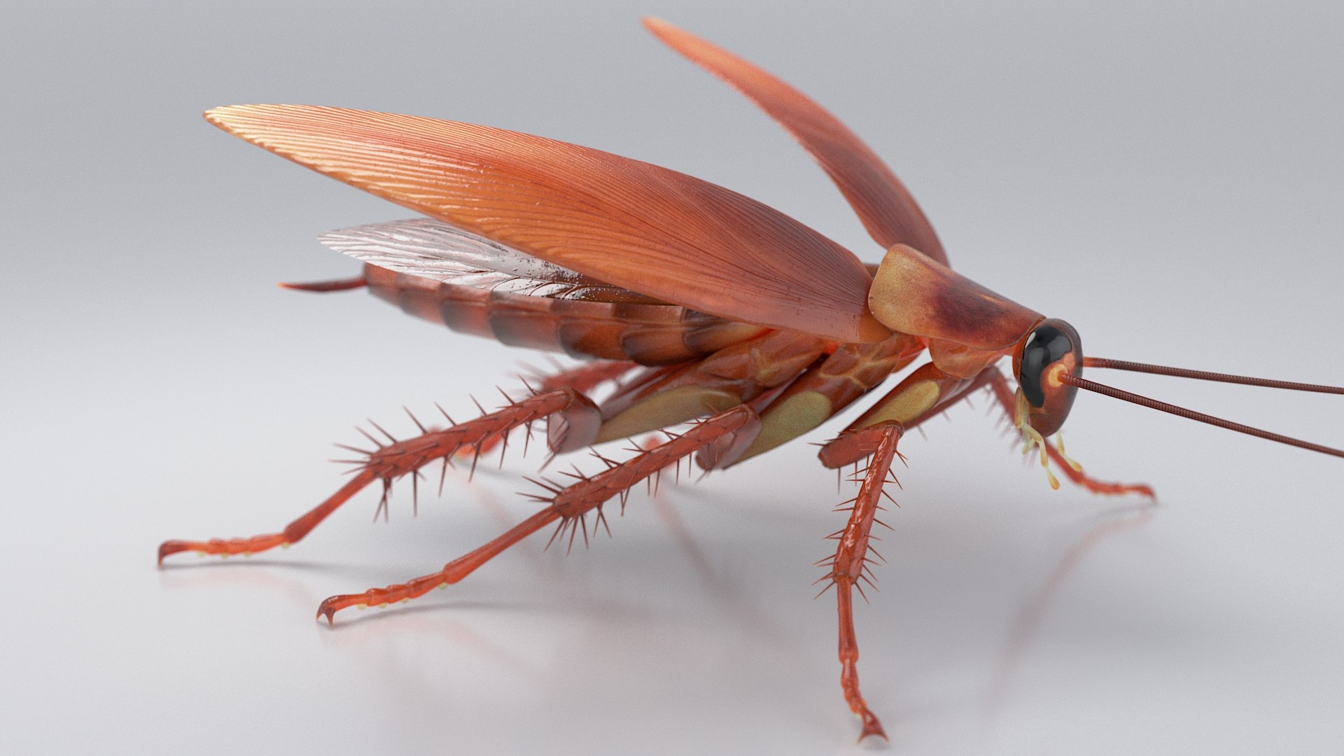 3D Realistic Cockroach Rigged model https://p.turbosquid.com/ts-thumb/pT/VDjMqg/Vs/cockroach_rigged_07/jpg/1706357451/1920x1080/fit_q87/fdec10807d506438590d833288f7b364c3bdf102/cockroach_rigged_07.jpg