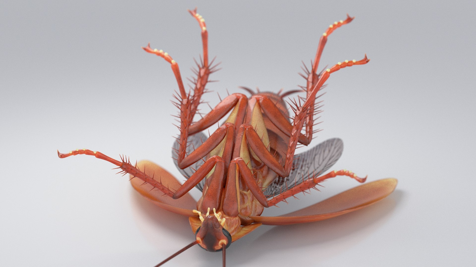 3D Realistic Cockroach Rigged model https://p.turbosquid.com/ts-thumb/pT/VDjMqg/Wk/cockroach_rigged_14/jpg/1706357483/1920x1080/fit_q87/83fd1afb2d787895bb3c7382440f4bdea0f46990/cockroach_rigged_14.jpg