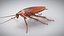 3D Realistic Cockroach Rigged model