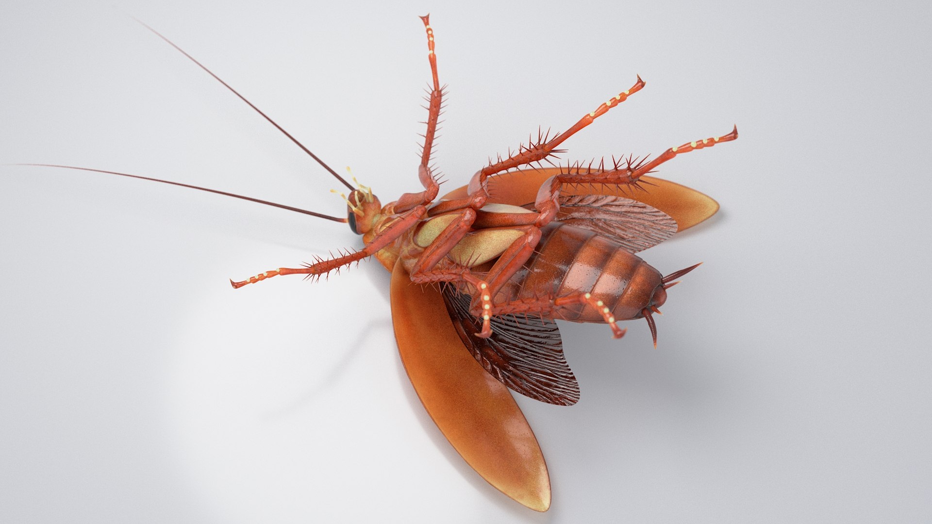 3D Realistic Cockroach Rigged model https://p.turbosquid.com/ts-thumb/pT/VDjMqg/Zz/cockroach_rigged_19/jpg/1706357514/1920x1080/fit_q87/28c0fbb20bb9043224fc3cf79f44b92ae99f7936/cockroach_rigged_19.jpg