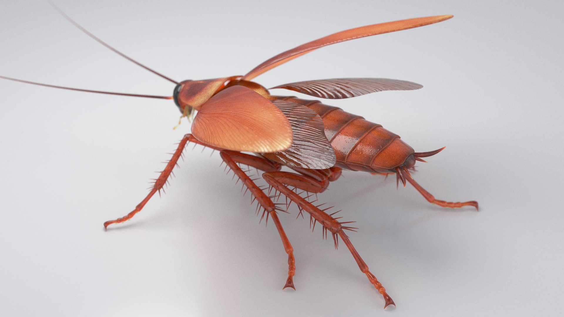 3D Realistic Cockroach Rigged model https://p.turbosquid.com/ts-thumb/pT/VDjMqg/dN/cockroach_rigged_10/jpg/1706357466/1920x1080/fit_q87/891133354a4f9f75c8953de28c803e2c3c7163db/cockroach_rigged_10.jpg