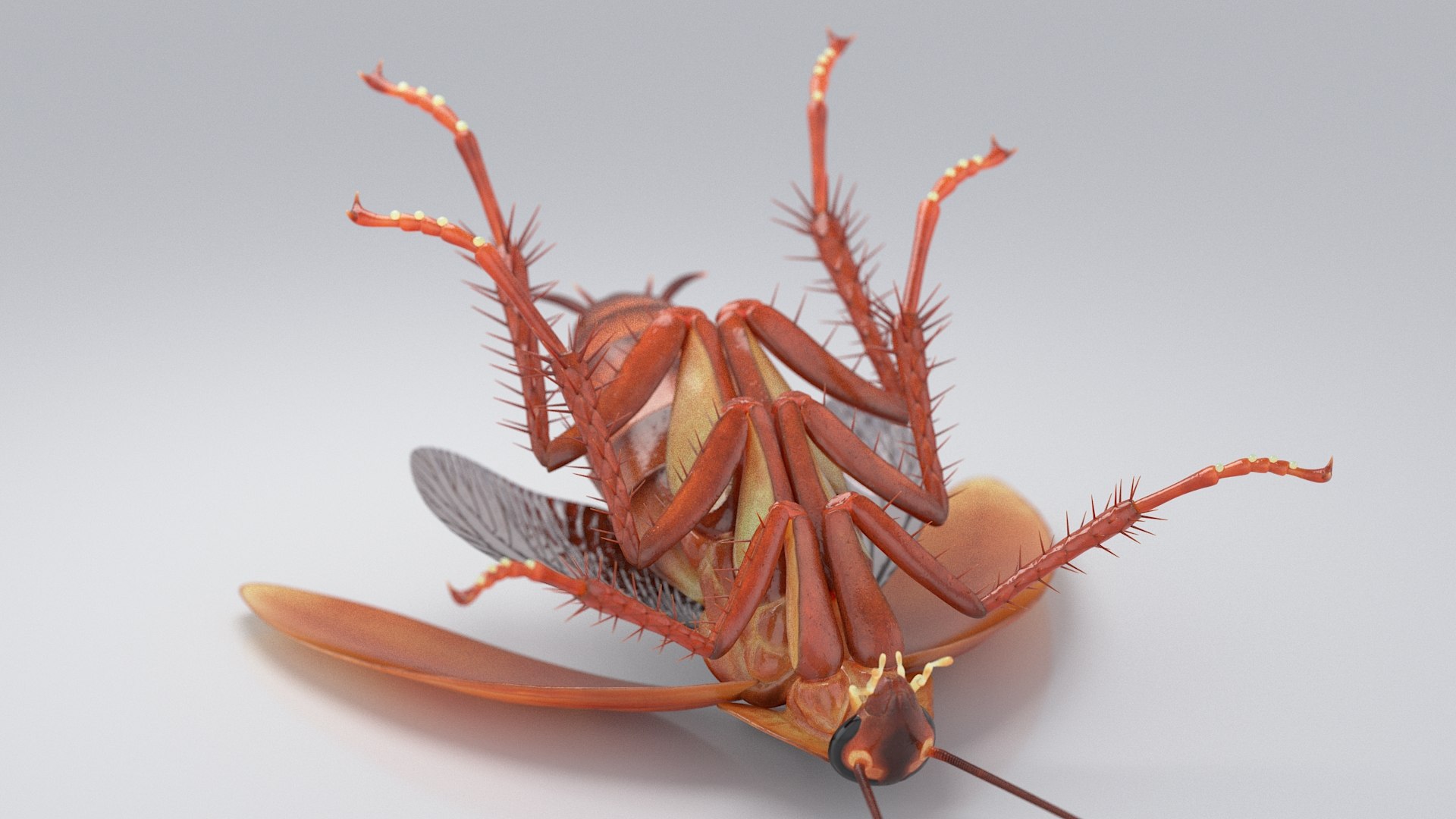 3D Realistic Cockroach Rigged model https://p.turbosquid.com/ts-thumb/pT/VDjMqg/dy/cockroach_rigged_15/jpg/1706357488/1920x1080/fit_q87/17f12af94ce90789cf018498bc6da3eee2af7167/cockroach_rigged_15.jpg