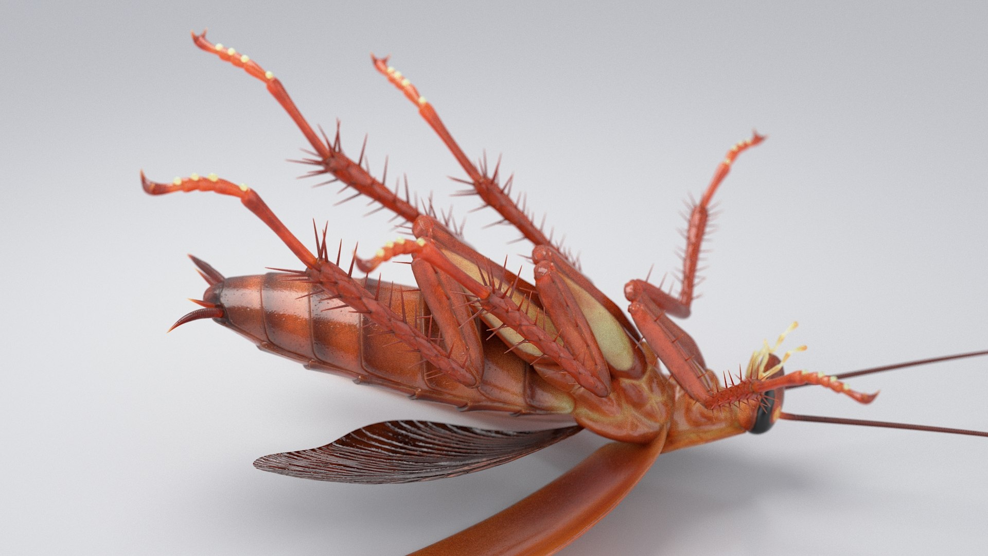3D Realistic Cockroach Rigged model https://p.turbosquid.com/ts-thumb/pT/VDjMqg/fE/cockroach_rigged_16/jpg/1706357499/1920x1080/fit_q87/f89f1a042aadbdb9e81d08a5ea7062edd1c6f737/cockroach_rigged_16.jpg