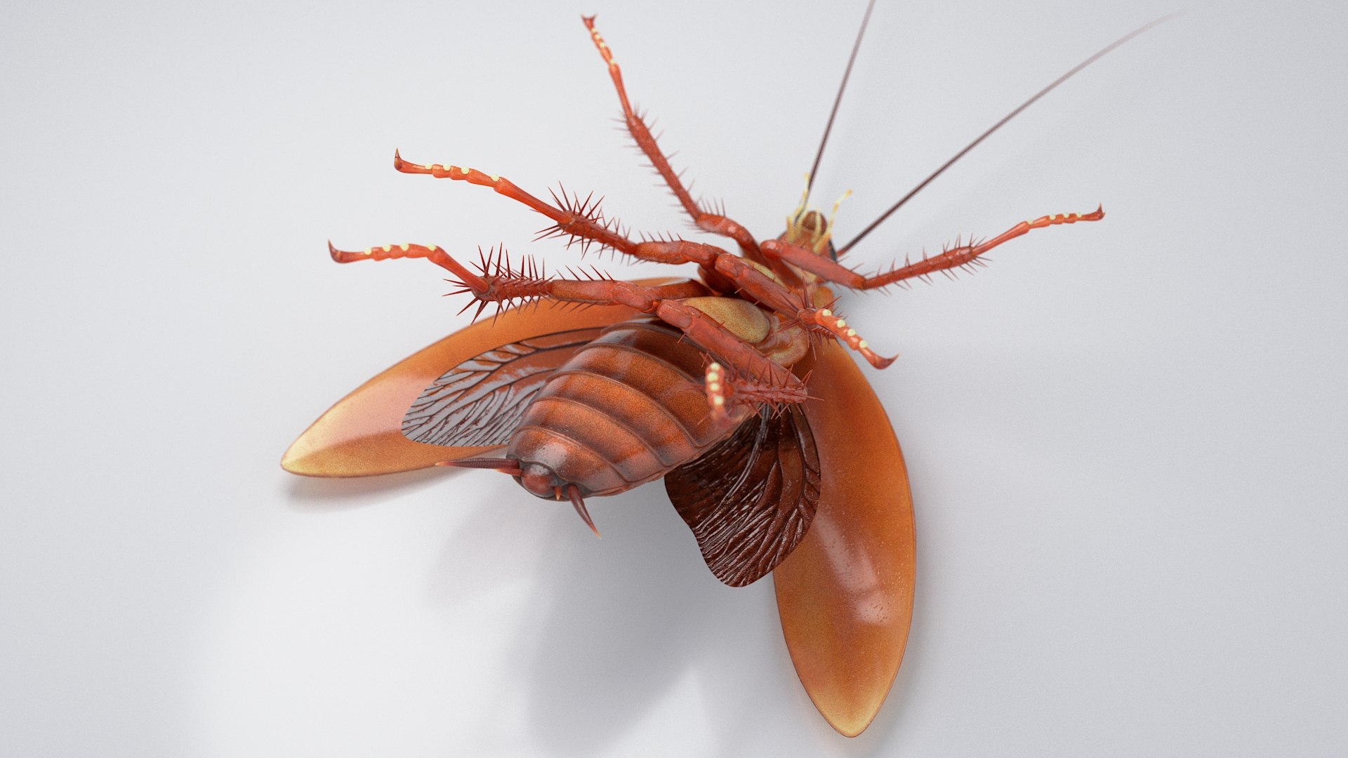 3D Realistic Cockroach Rigged model https://p.turbosquid.com/ts-thumb/pT/VDjMqg/fj/cockroach_rigged_17/jpg/1706357497/1920x1080/fit_q87/e087a3c260f2c3f792c466fa074472113bc578d4/cockroach_rigged_17.jpg