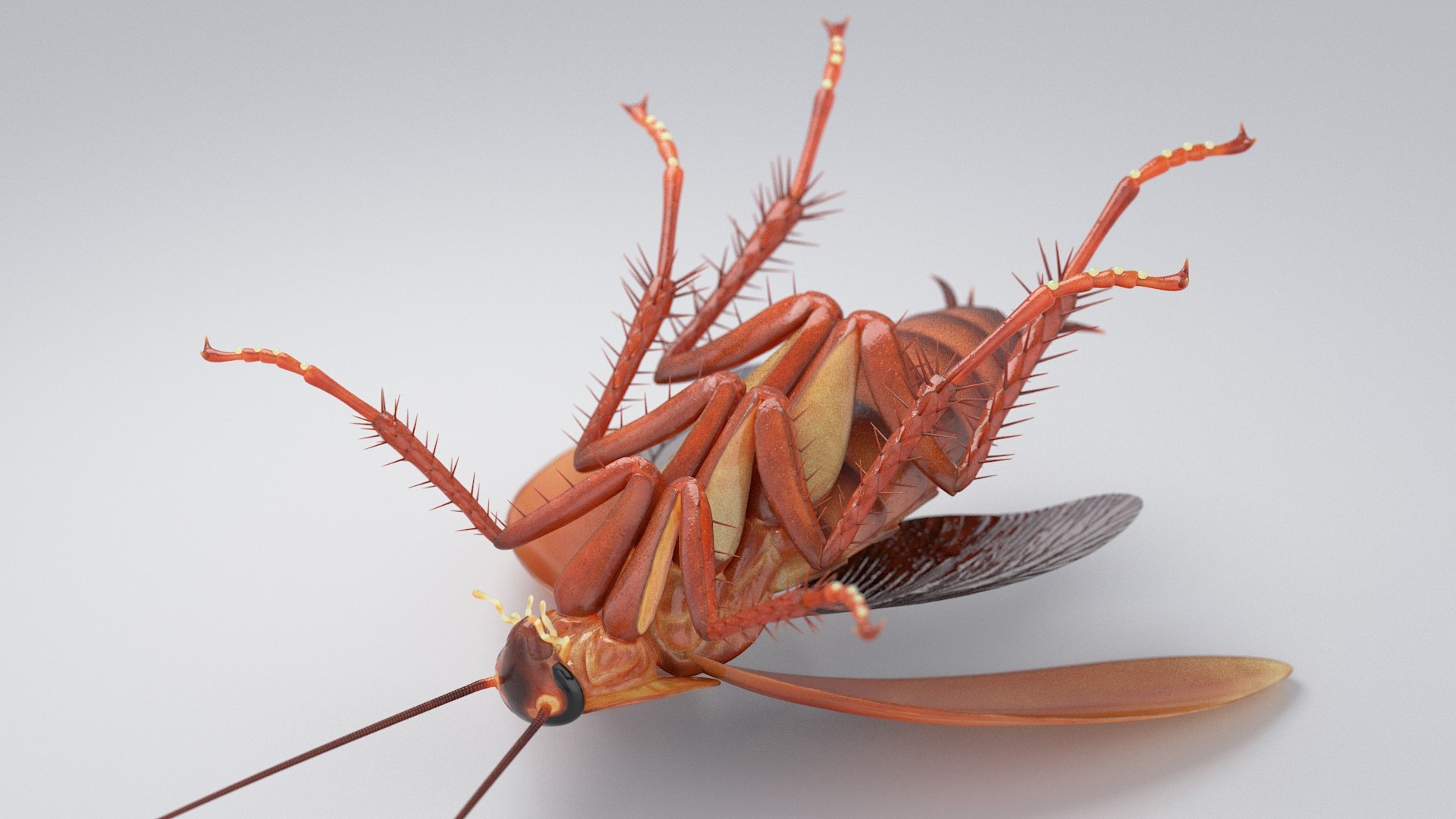 3D Realistic Cockroach Rigged model https://p.turbosquid.com/ts-thumb/pT/VDjMqg/gg/cockroach_rigged_13/jpg/1706357482/1920x1080/fit_q87/2a8f03f98b8ac50481015679e728a850904281cd/cockroach_rigged_13.jpg