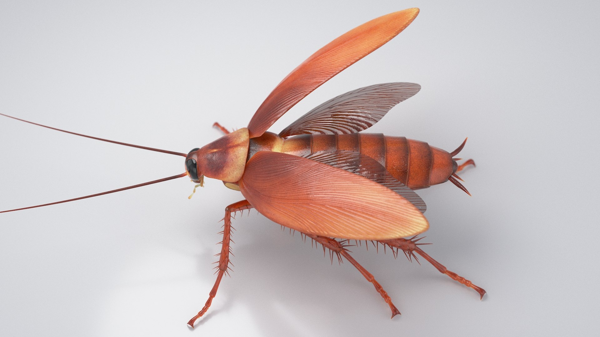 3D Realistic Cockroach Rigged model https://p.turbosquid.com/ts-thumb/pT/VDjMqg/nt/cockroach_rigged_11/jpg/1706357467/1920x1080/fit_q87/eee64aae5e2e013fad1ff049debacb6ddf8c5cb1/cockroach_rigged_11.jpg