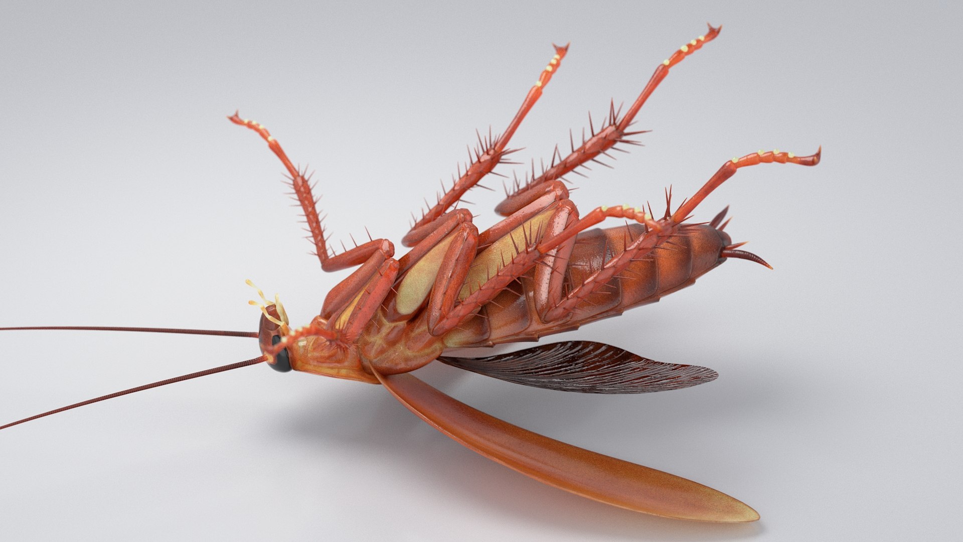 3D Realistic Cockroach Rigged model https://p.turbosquid.com/ts-thumb/pT/VDjMqg/yZ/cockroach_rigged_12/jpg/1706357470/1920x1080/fit_q87/d2db8794b1b9777a8b555d1a01a975685c41c475/cockroach_rigged_12.jpg