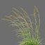 3D XfrogPlants Sea Oats - Uniola Paniculata