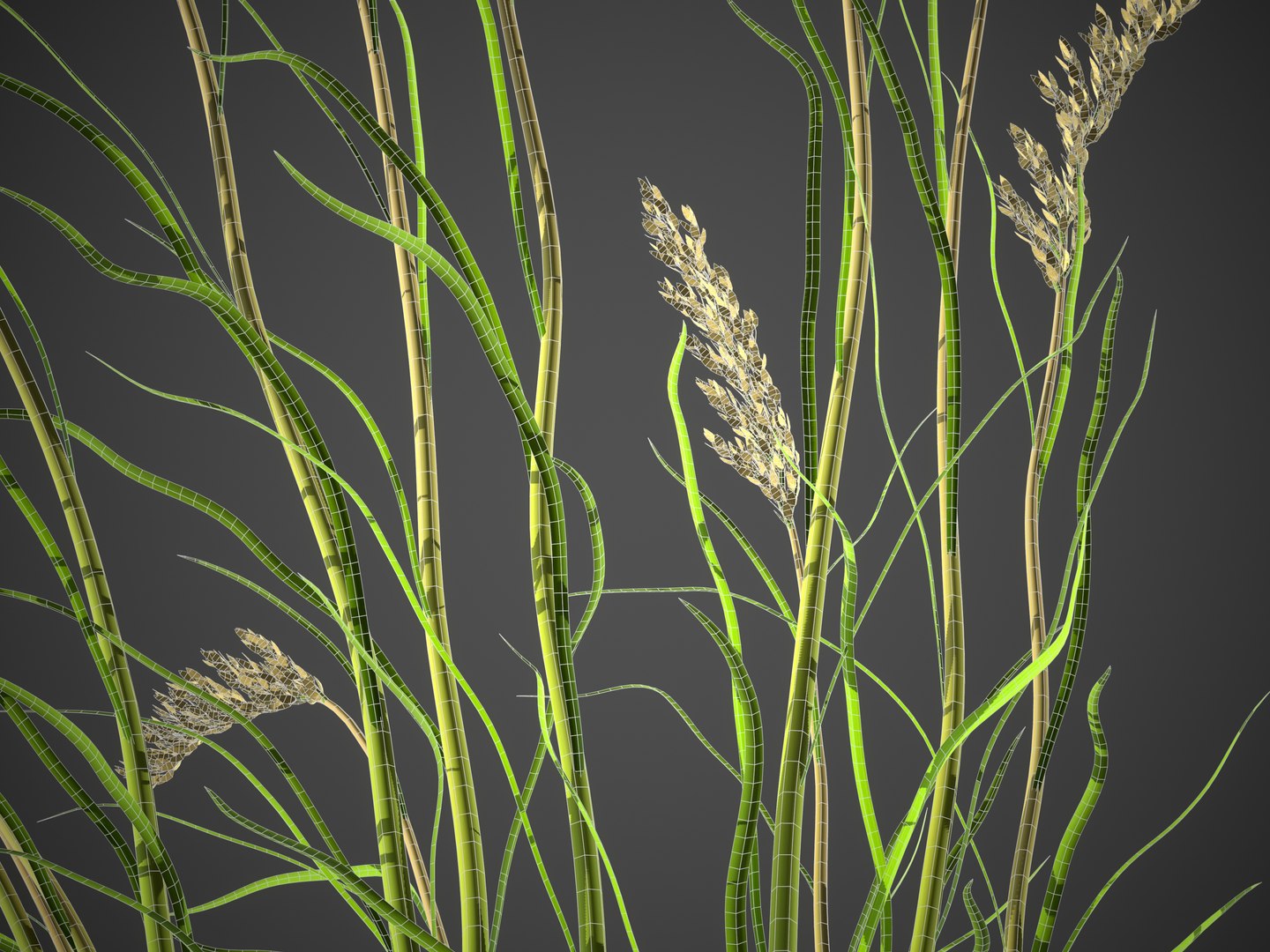 3D XfrogPlants Sea Oats - Uniola Paniculata https://p.turbosquid.com/ts-thumb/pT/W3cQUY/OC/screenshot023/jpg/1622746533/1920x1080/fit_q87/3ac79731d38b2f193af409609dd229082fd198c5/screenshot023.jpg