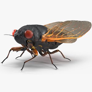 Magicicada Septendecim Rigged for Cinema 4D model