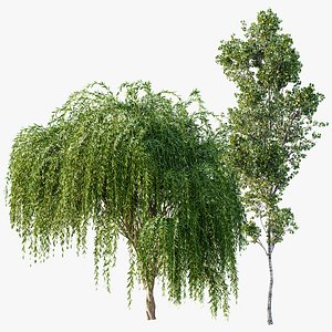 3D AV Weeping willow and Birch 2trees