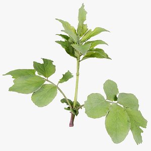 Angelica Archangelica Angelica Apiaceae Sprout 3 Remastered 3D model