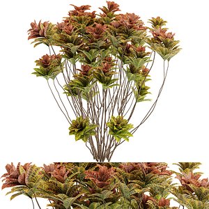 3D Croton plants - 09 model