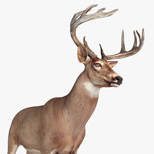 Deer