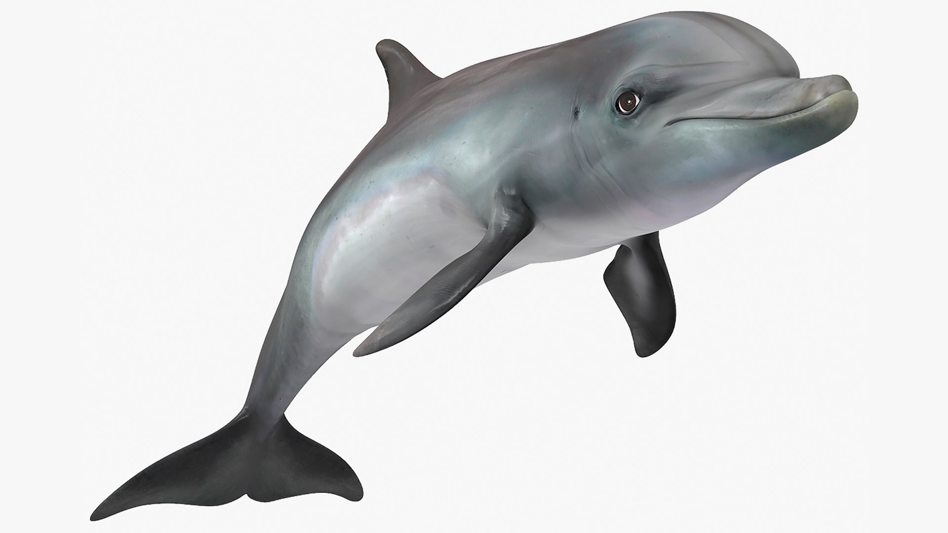 Dolphin Swimming And Jumping Animated 3D model preview