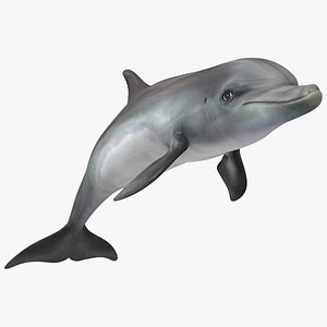 Dolphin Swimming And Jumping Animated model