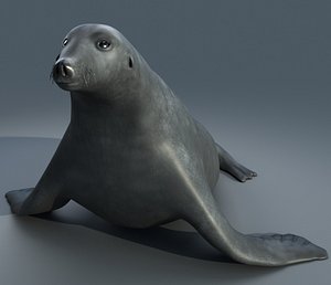 Realistic Low Poly Sea Lion