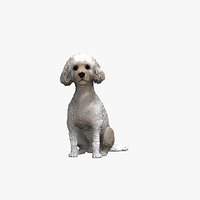poodle dog
