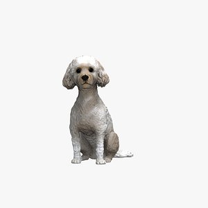 poodle dog
