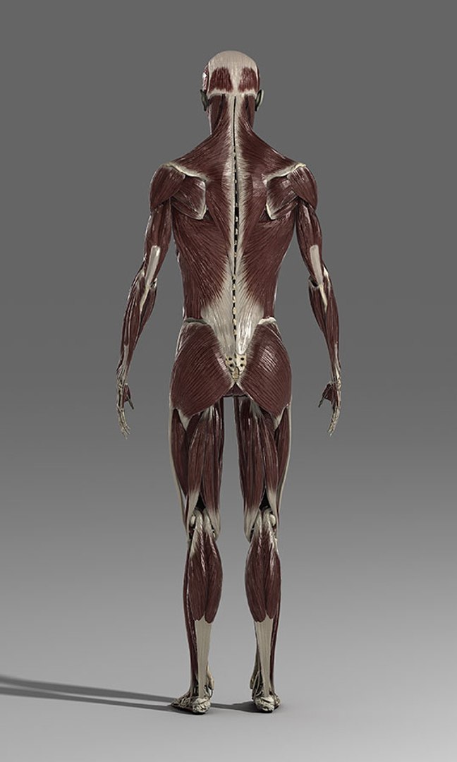 3d Ma Male Skeleton