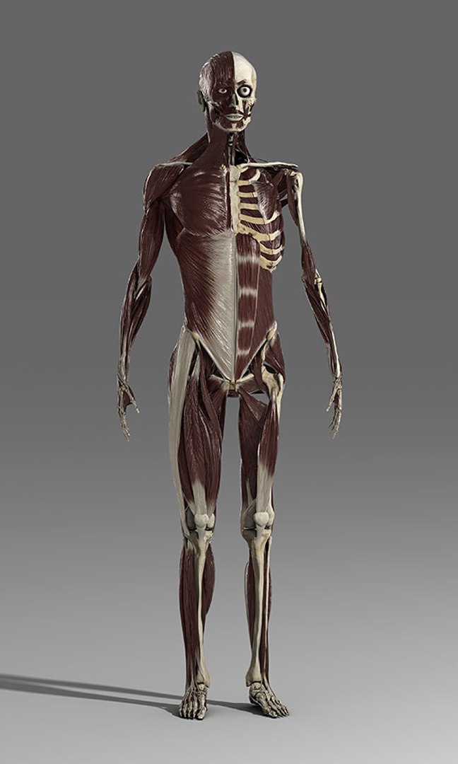 3d Ma Male Skeleton